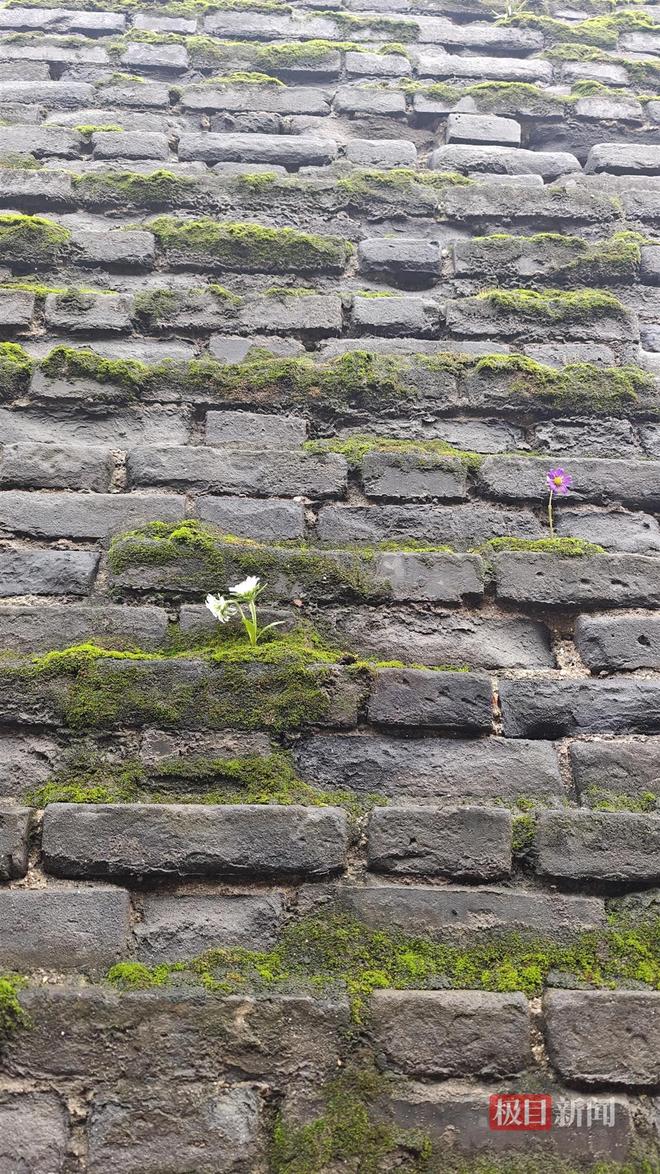 地长蘑菇大雁塔受潮城墙布满青苔气象局解释成因j9九游会真人游戏第一西安连续一个多月降雨遍(图5) 地长蘑菇大雁塔受潮城墙布满青苔气象局解释成因j9九游会真人游戏第一西安连续一个多月降雨遍(图5)