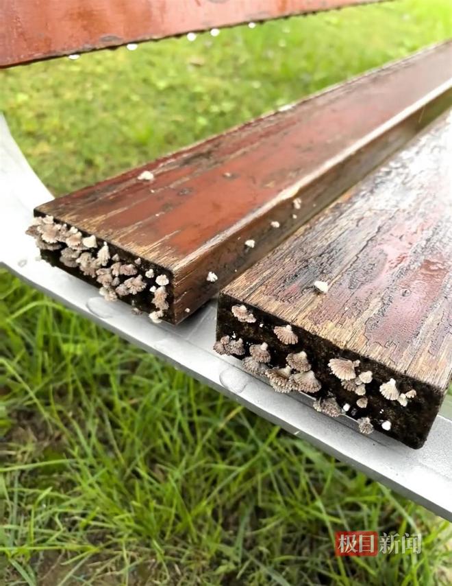 地长蘑菇大雁塔受潮城墙布满青苔气象局解释成因j9九游会真人游戏第一西安连续一个多月降雨遍(图3) 地长蘑菇大雁塔受潮城墙布满青苔气象局解释成因j9九游会真人游戏第一西安连续一个多月降雨遍(图3)